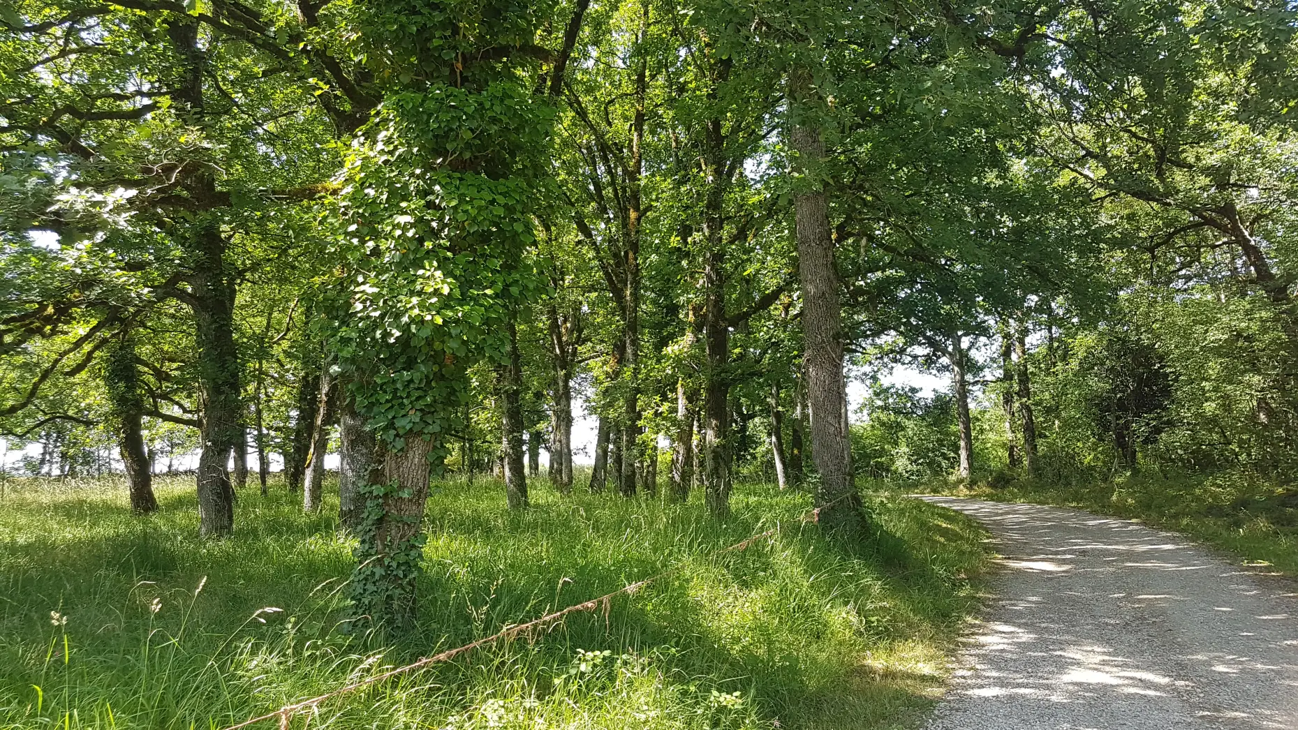 Ma petite forêt
