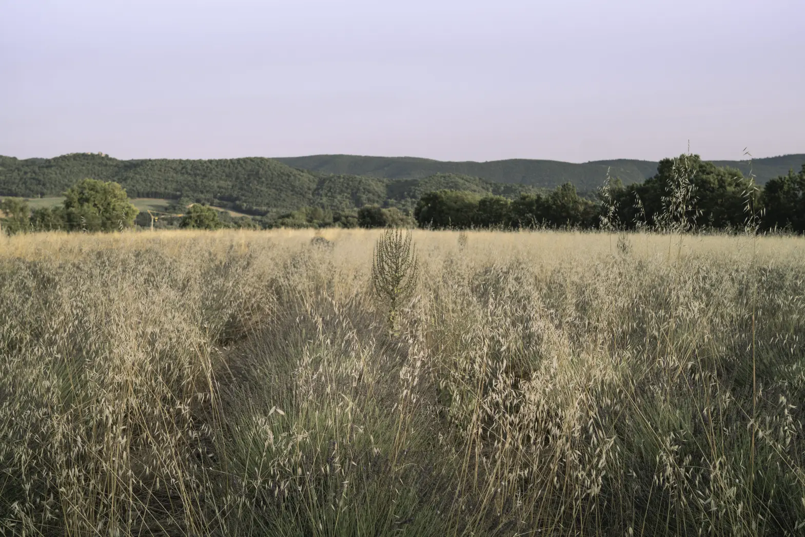 Le champ de lavande