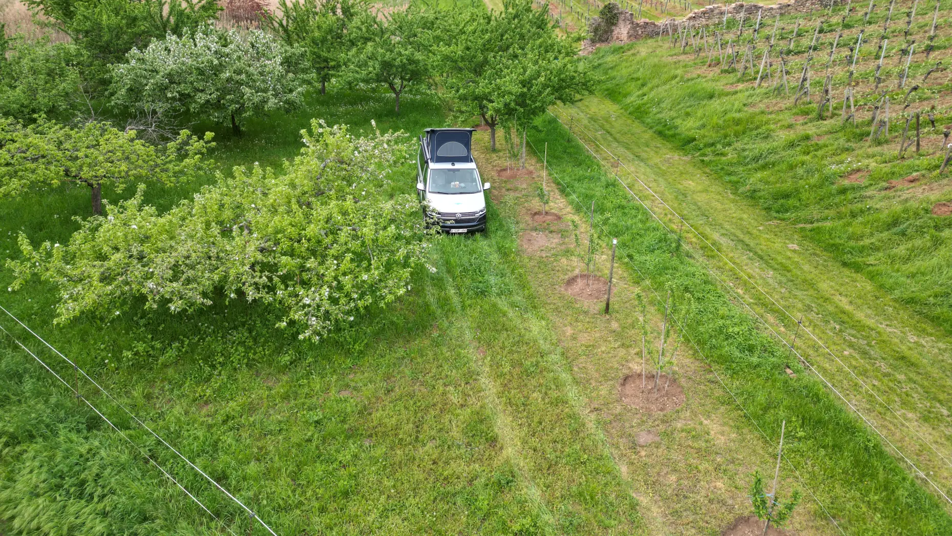 Verger de Bollenberg