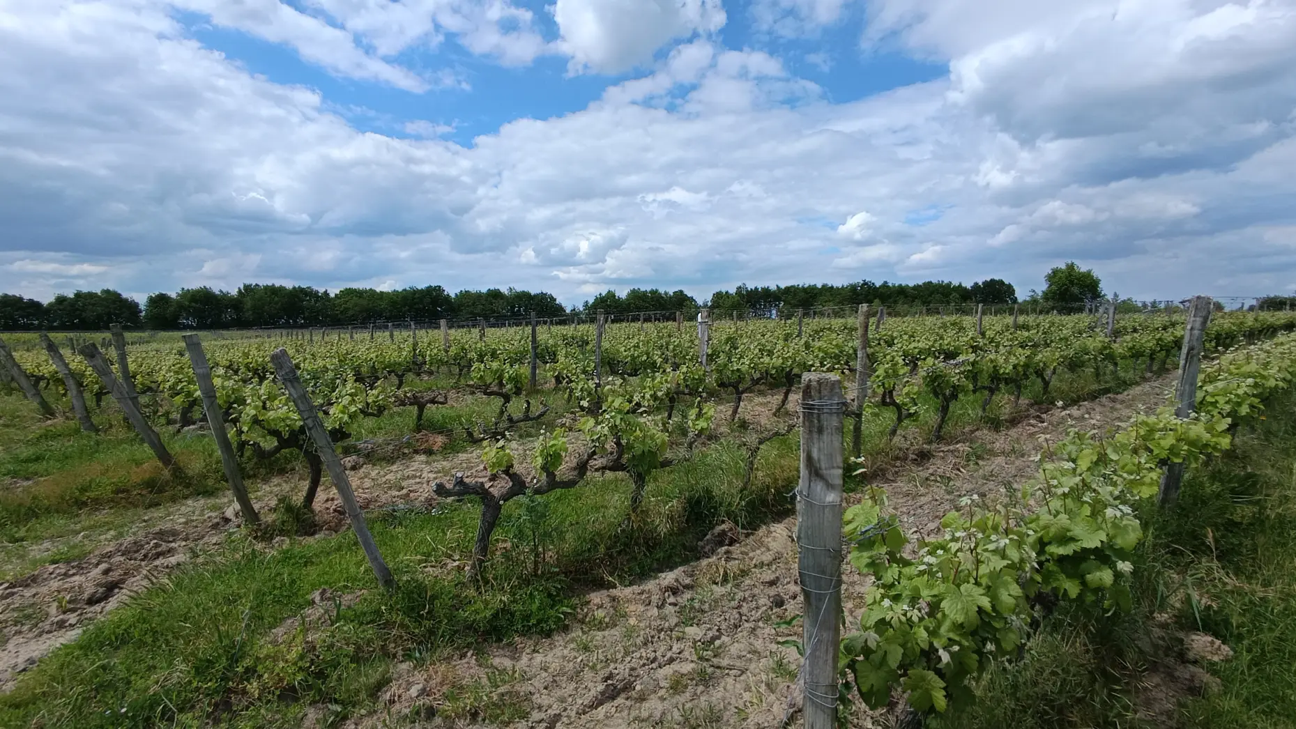 Domaine de bois Mozé 2 #6