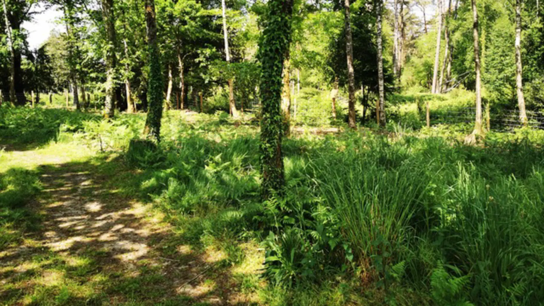 Forêt de Paimpont #6