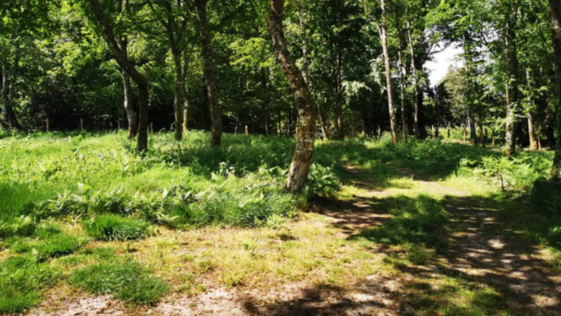 Forêt de Paimpont #4