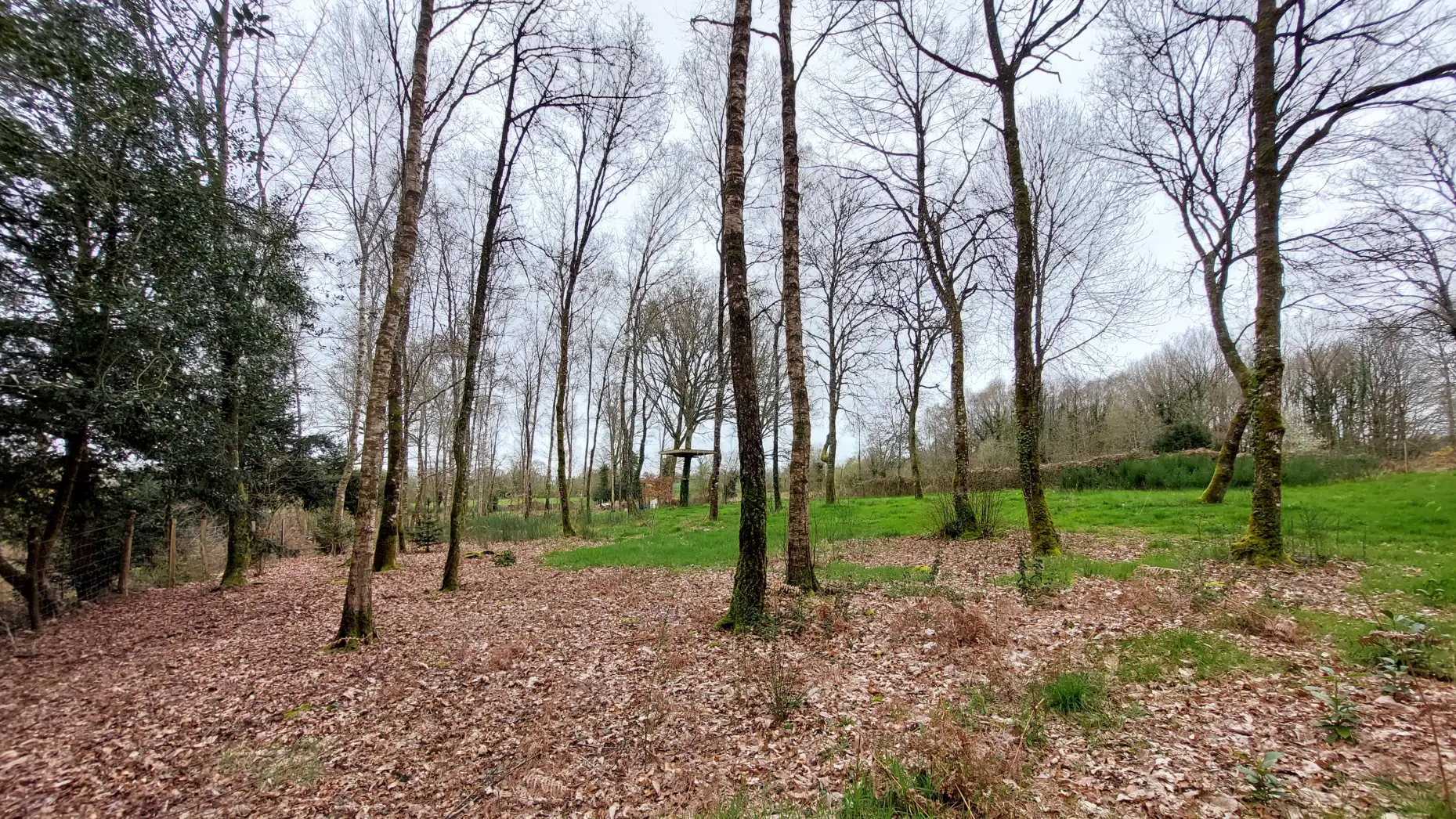 Forêt de Paimpont #10