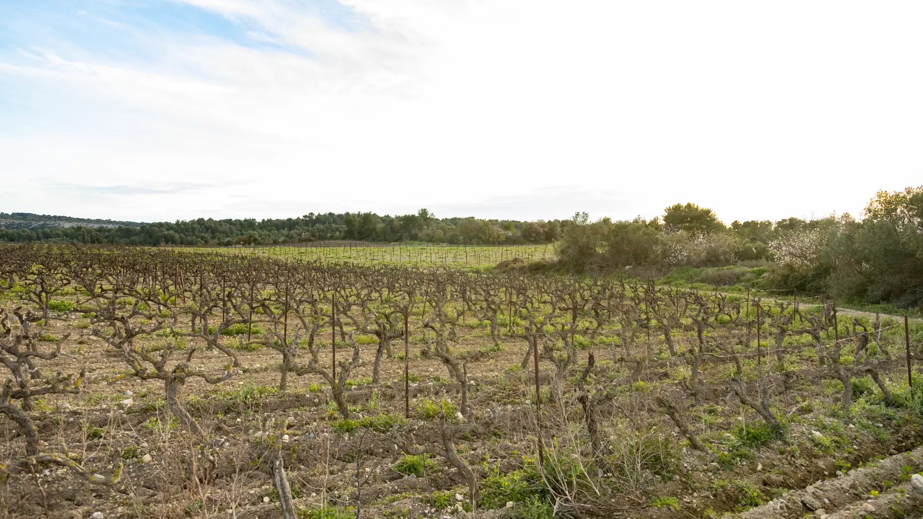 Les vignes de Gérard