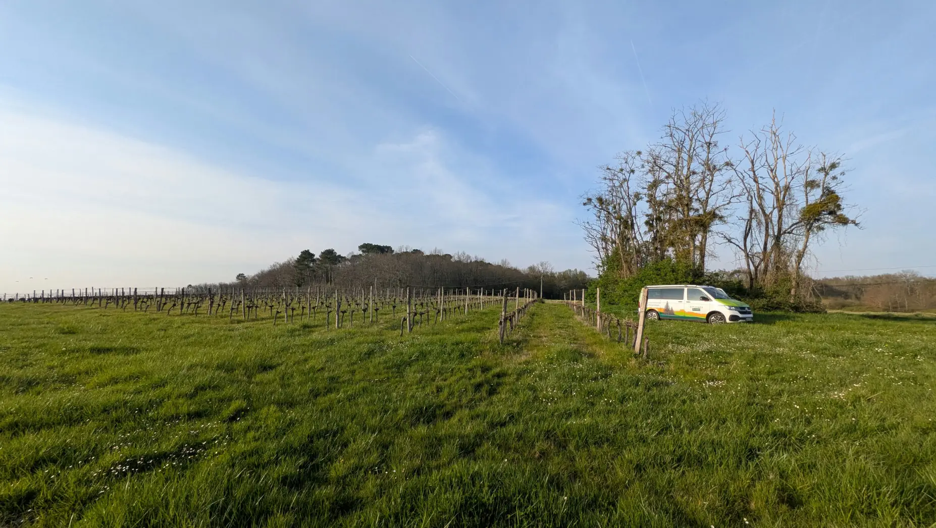 Les Vignes Falgueyret #6