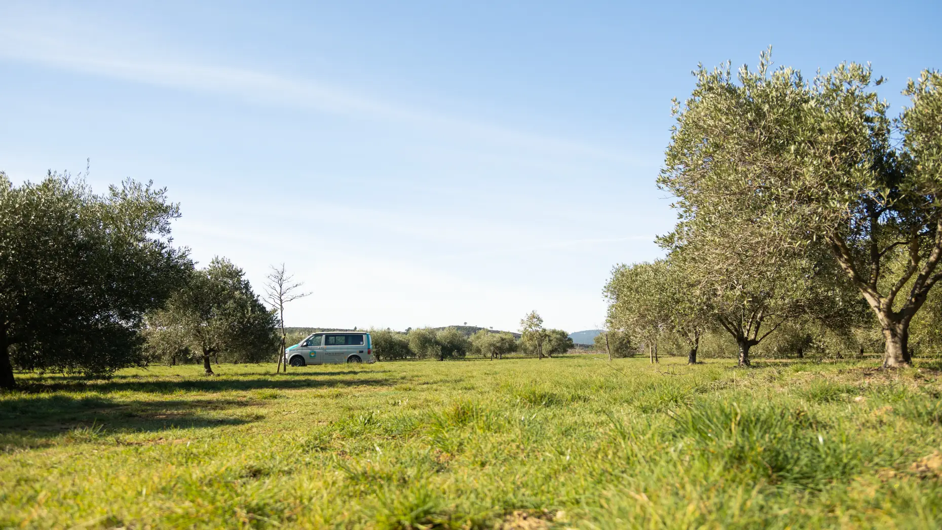 La pause des oliviers 1 #4
