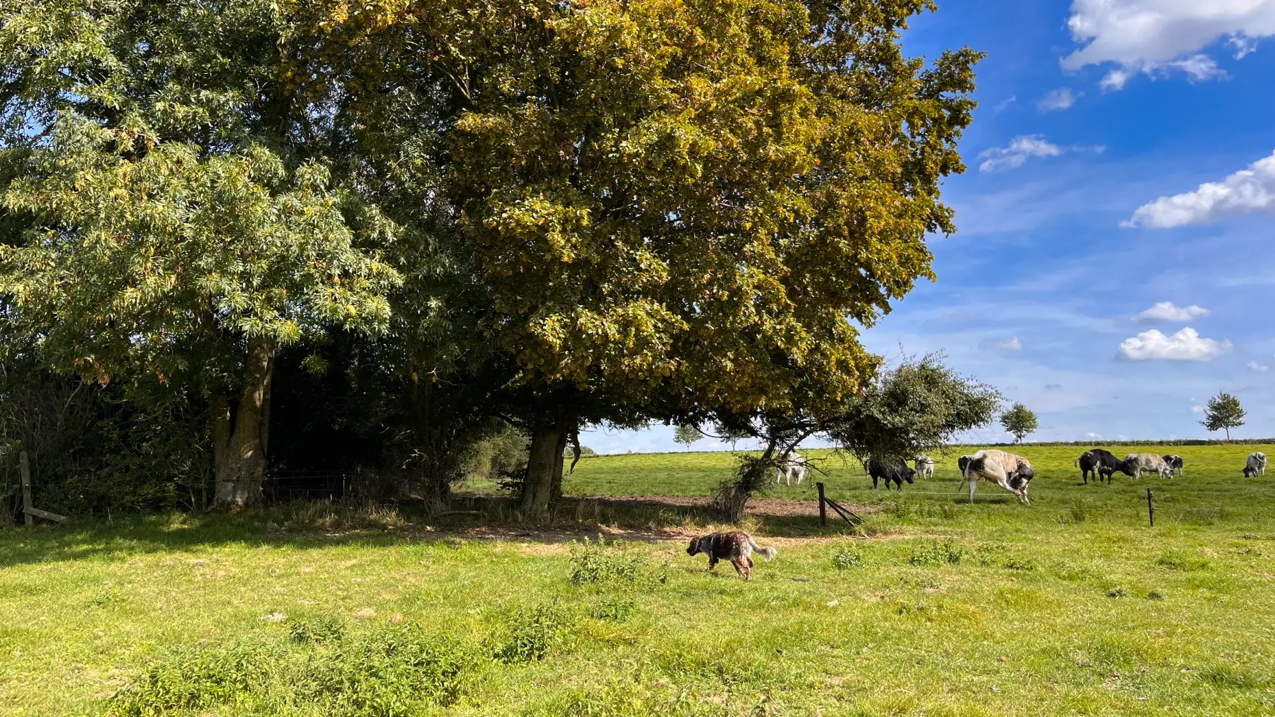 Le pré aux vaches