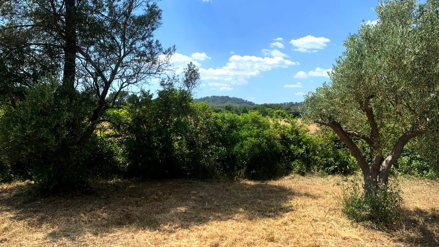 L'oliveraie Patoulatchie