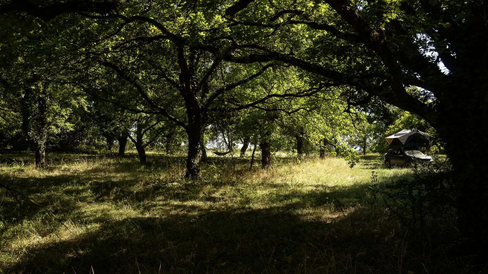 Les chênes du lac #5
