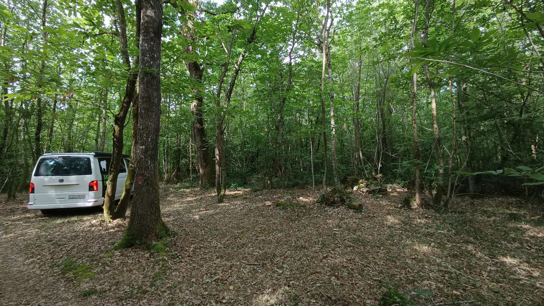 Les châtaigniers