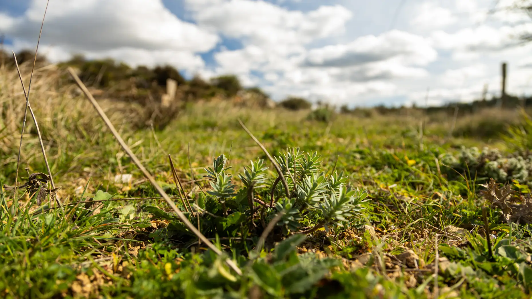 La pause des oliviers 2 #5