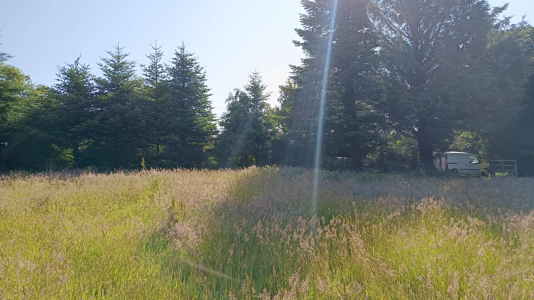 La forêt et les vaches