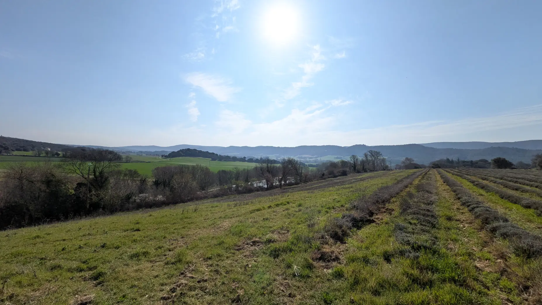 Le champ de lavande