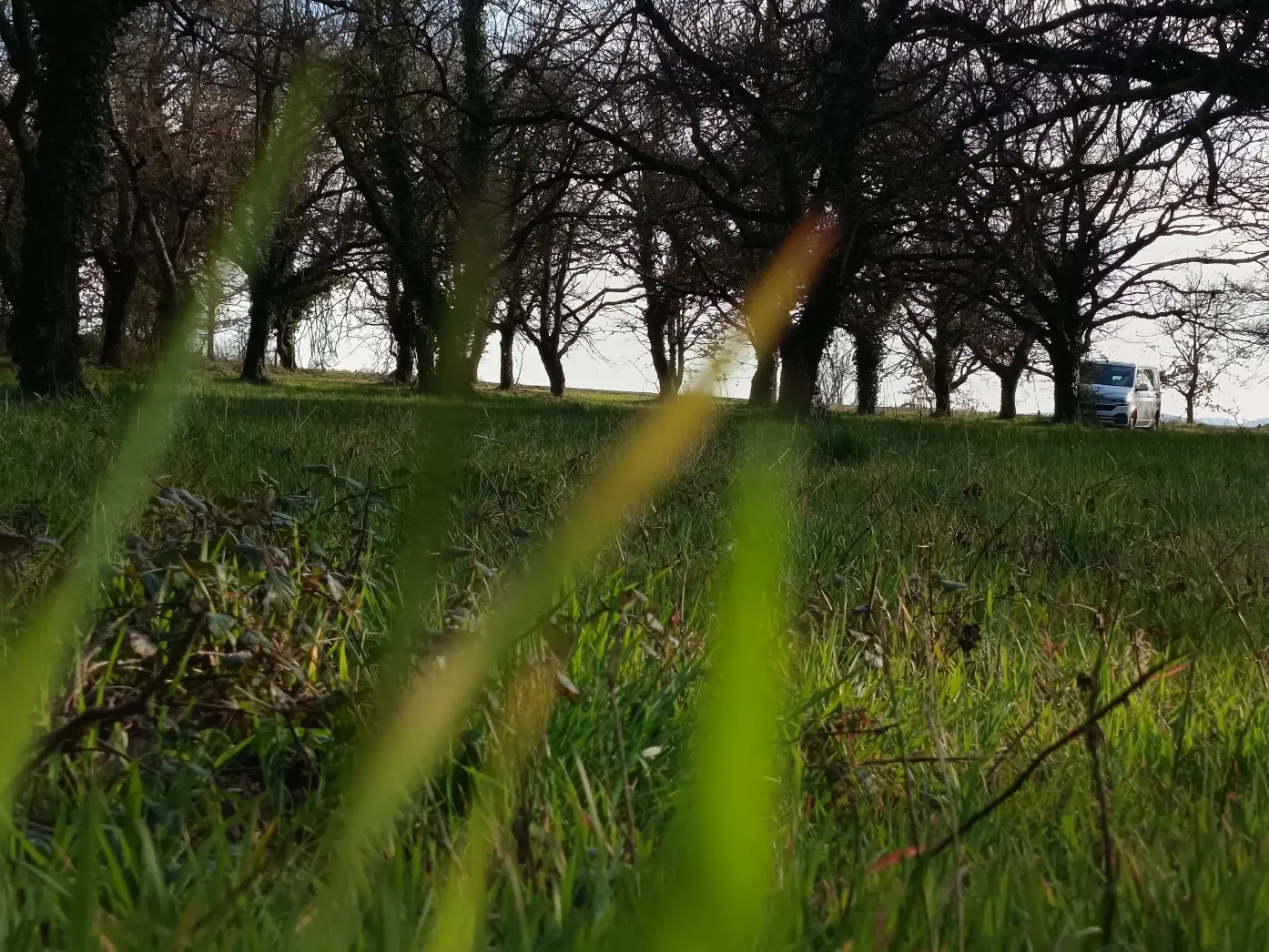 Les chênes du lac #6