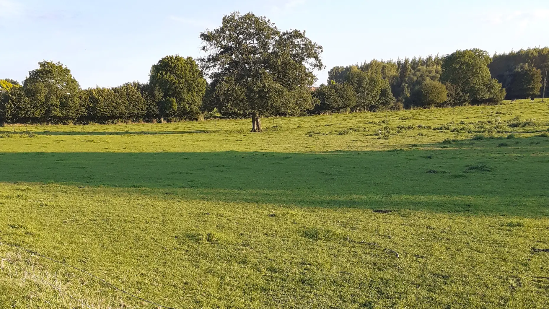 Le pré aux vaches #6