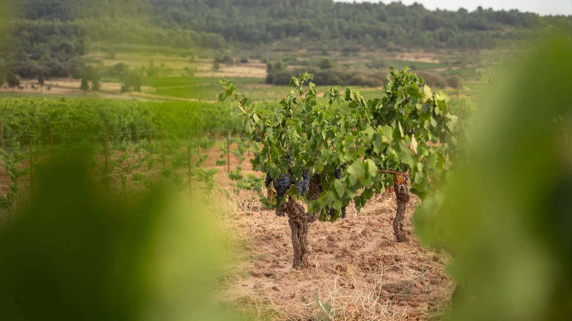 Les vieilles vignes #4