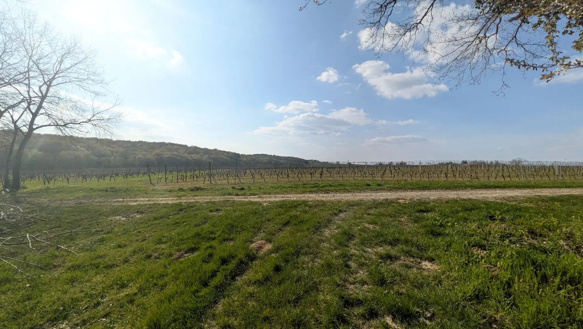 Coin de Vignes #6