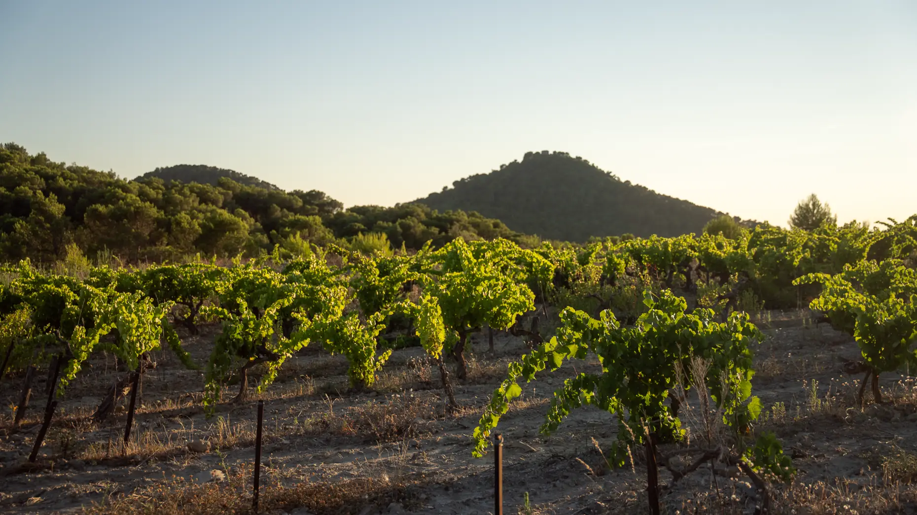 Maupas (mauvais passage) #5