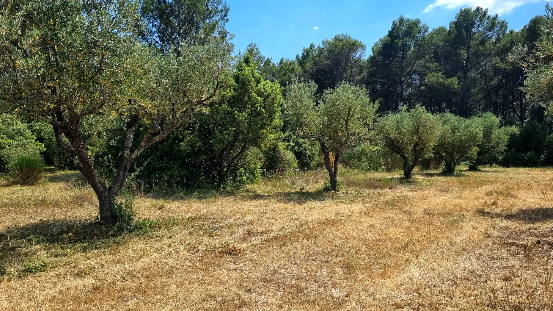 L'oliveraie Patoulatchie 2