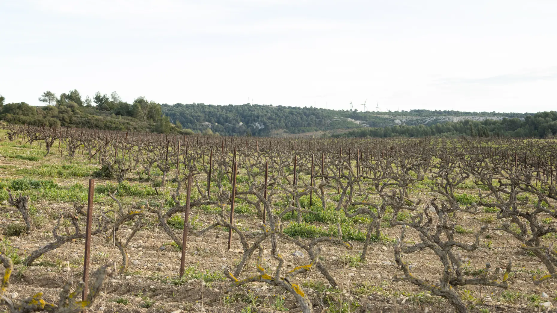 Les vignes de Gérard