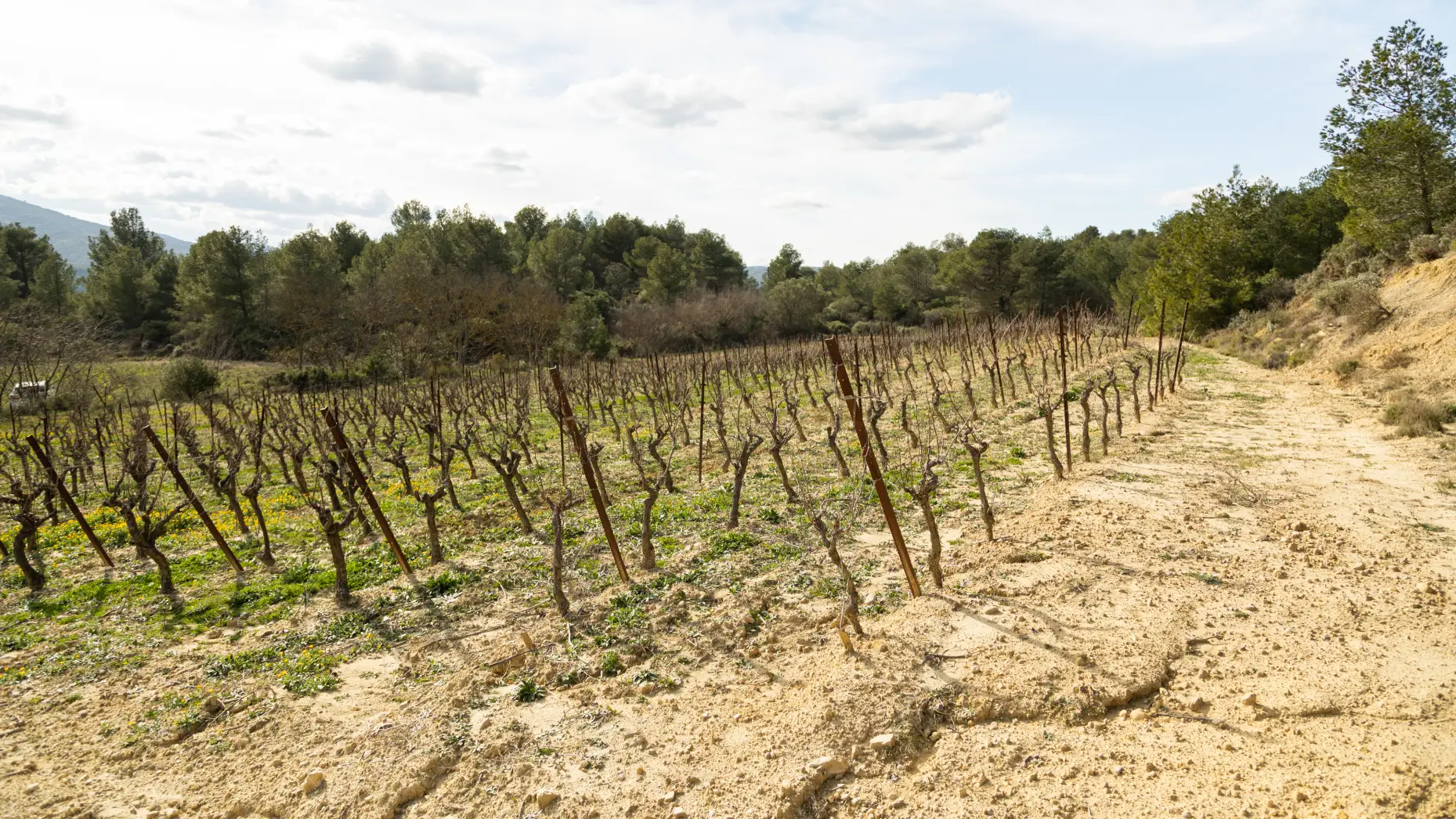 Le circuit des vignes #5