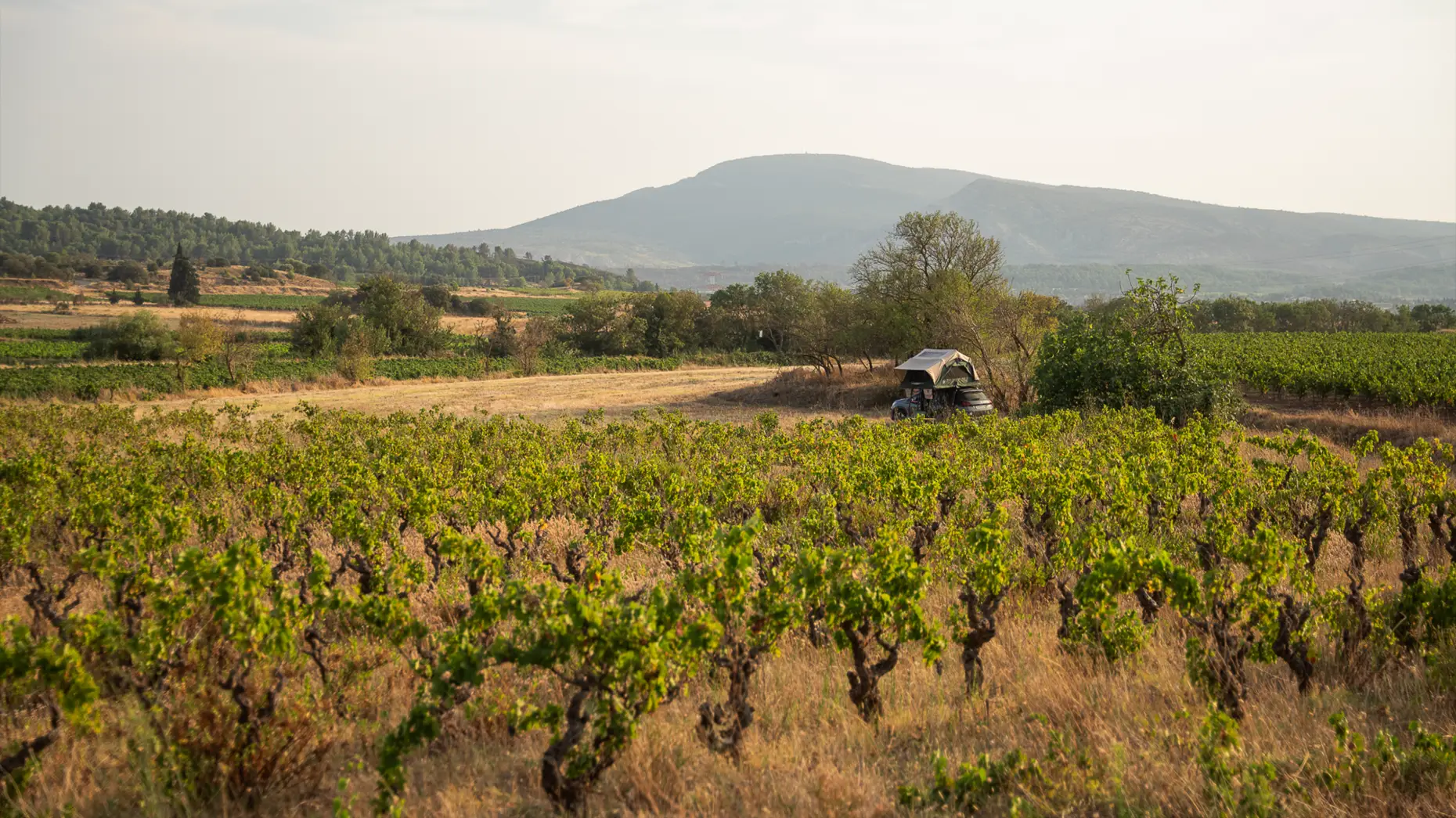 Les vieilles vignes