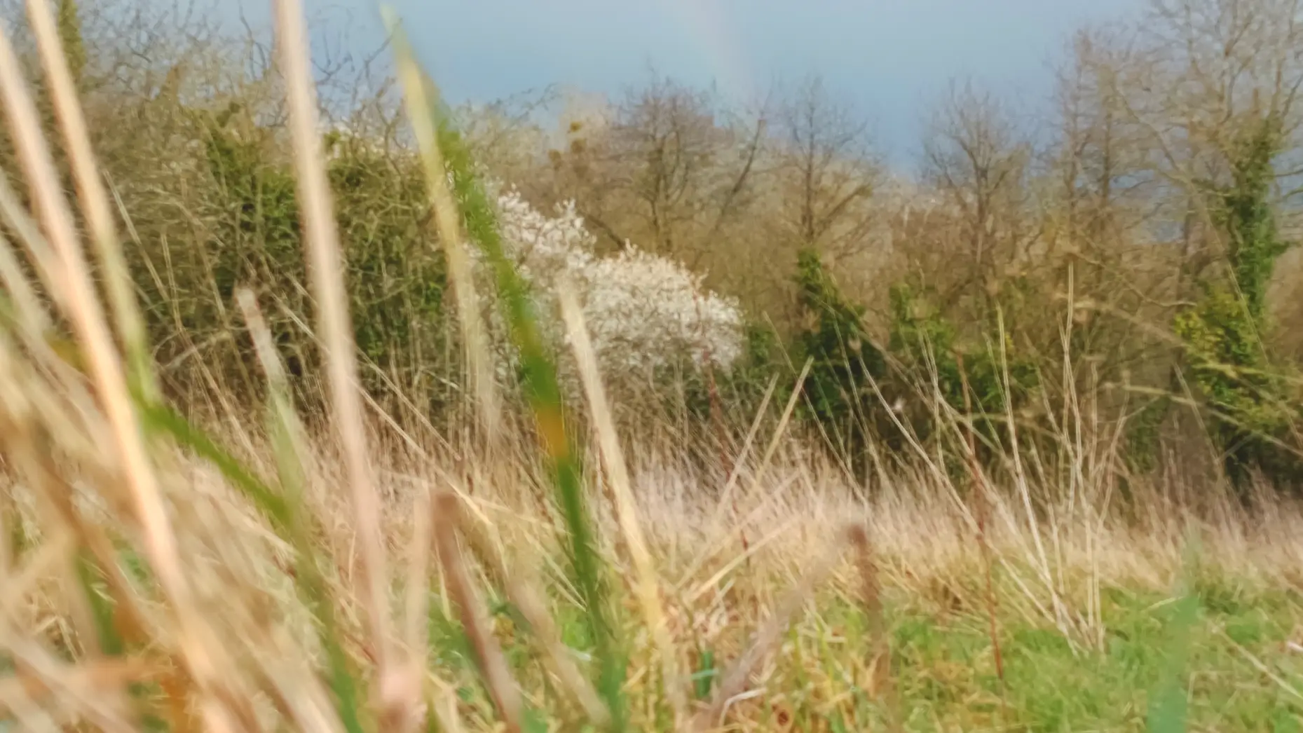 La lisière de la forêt