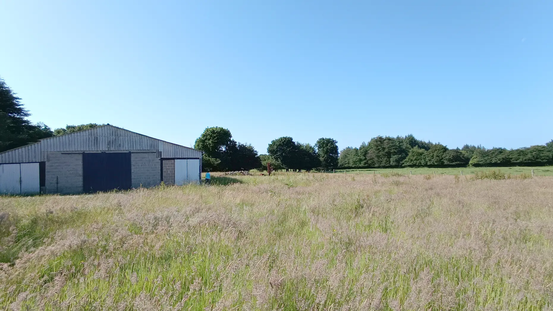 La forêt et les vaches #4