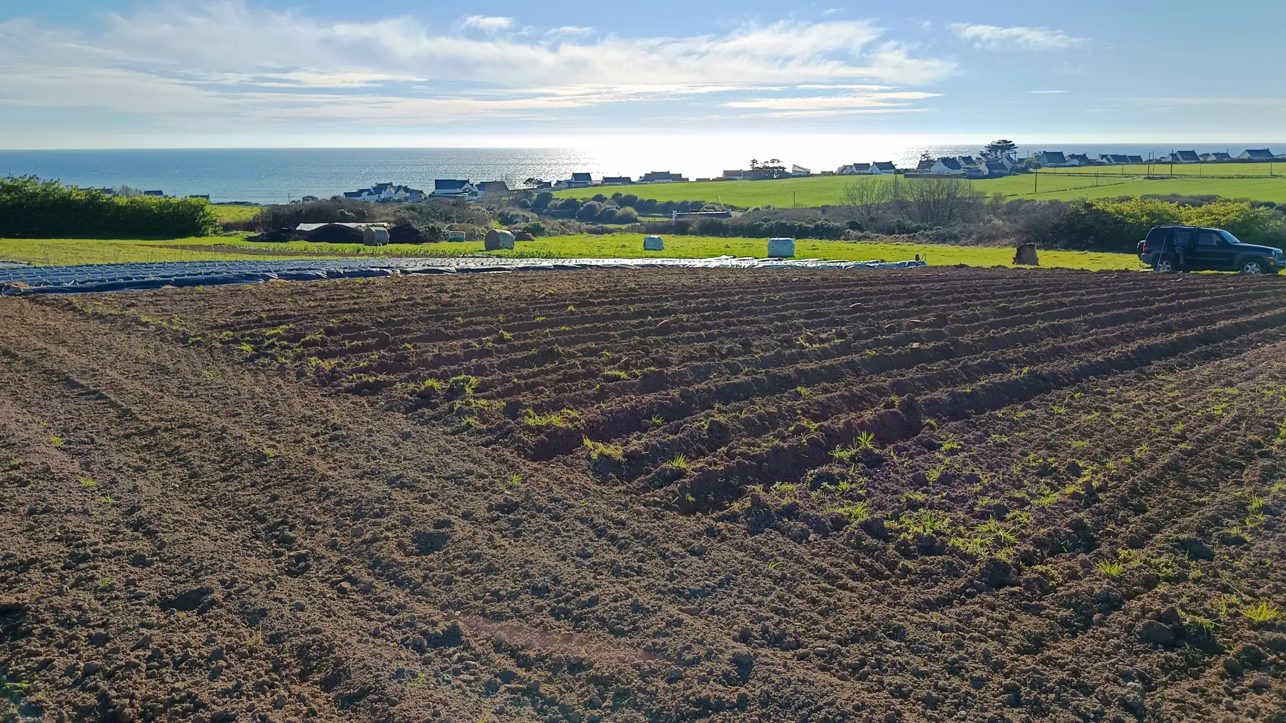Le chant des hérissons