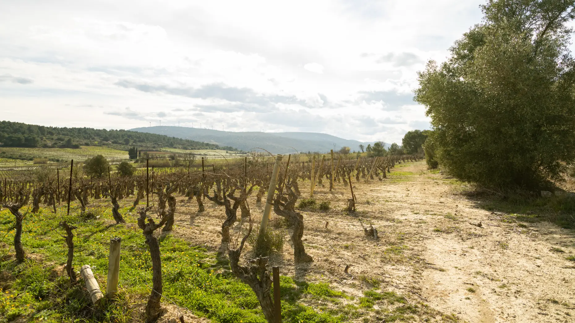 Entre vignes et oliviers #8