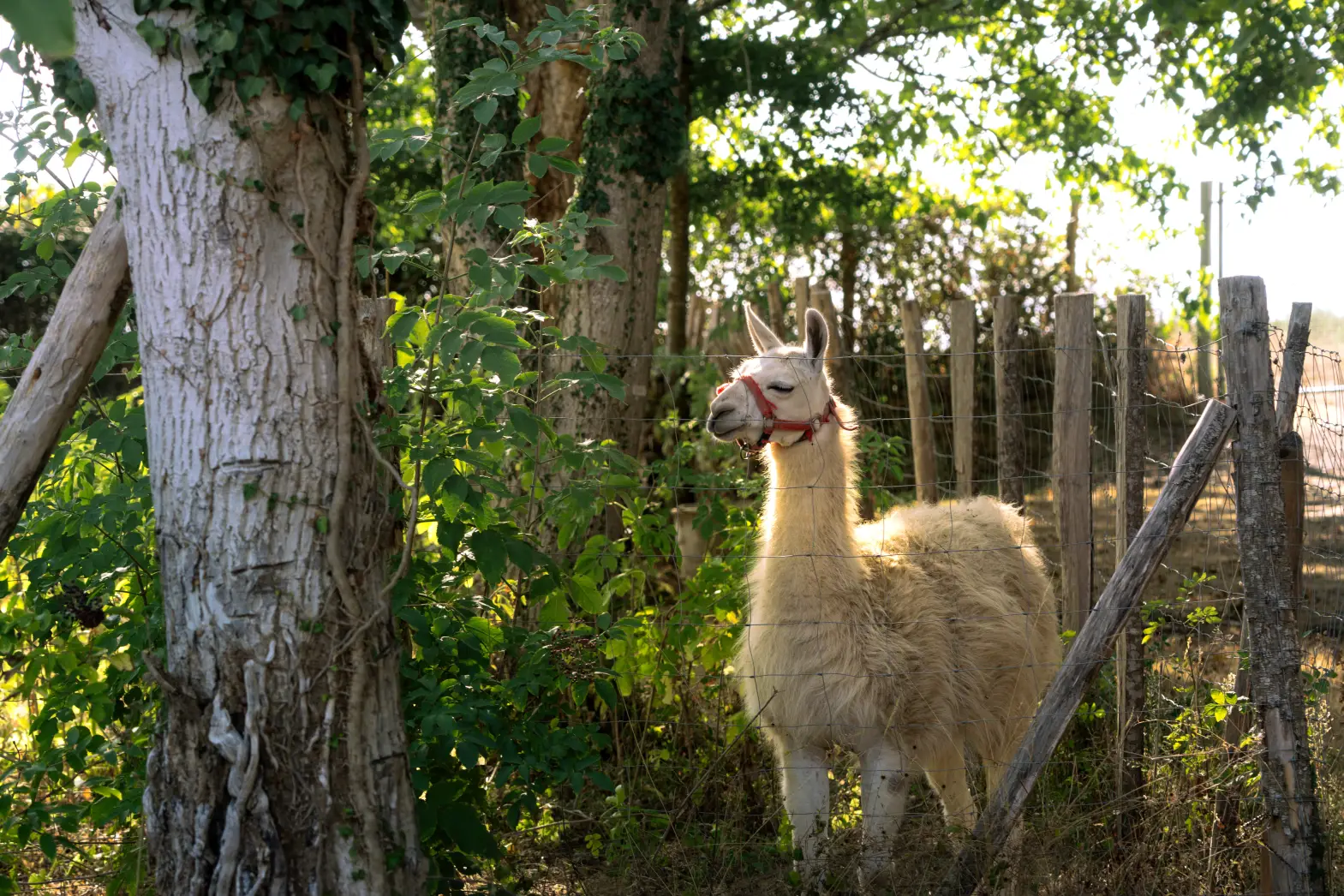 Le champ des lamas