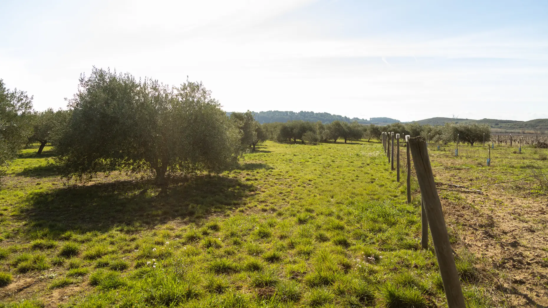 La pause des oliviers 2