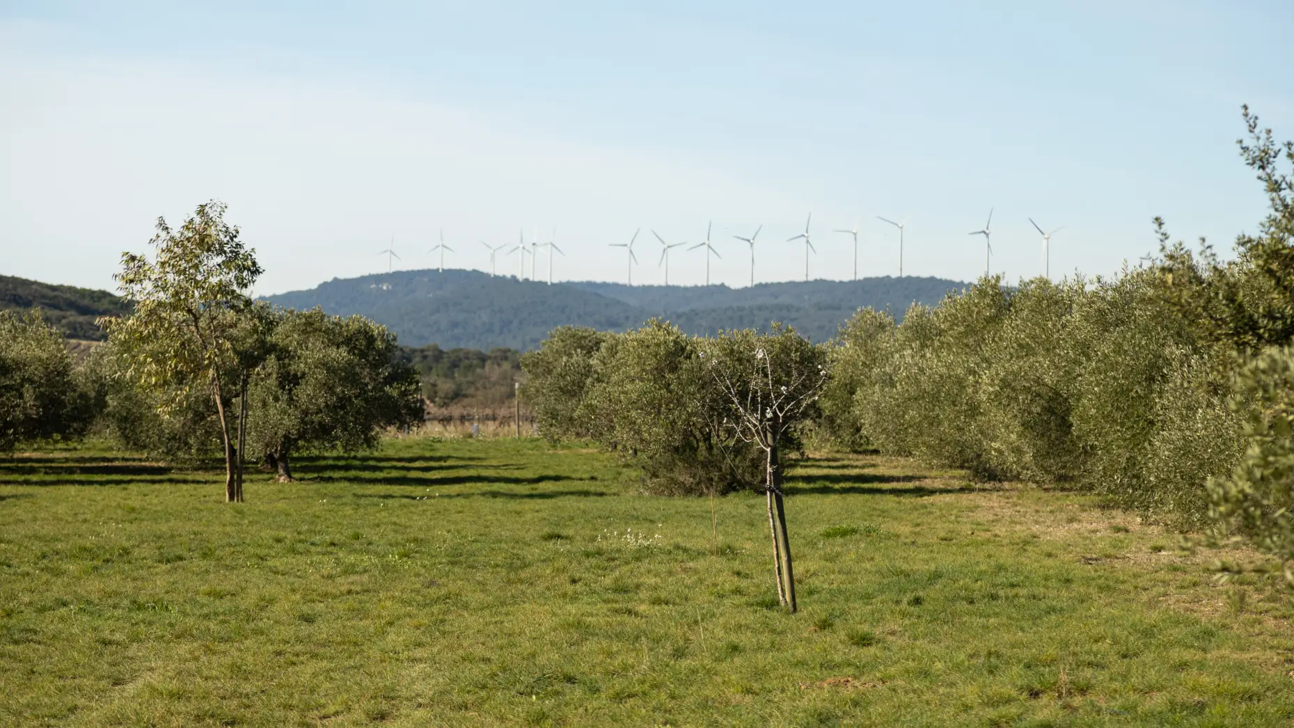 La pause des oliviers 1 #11