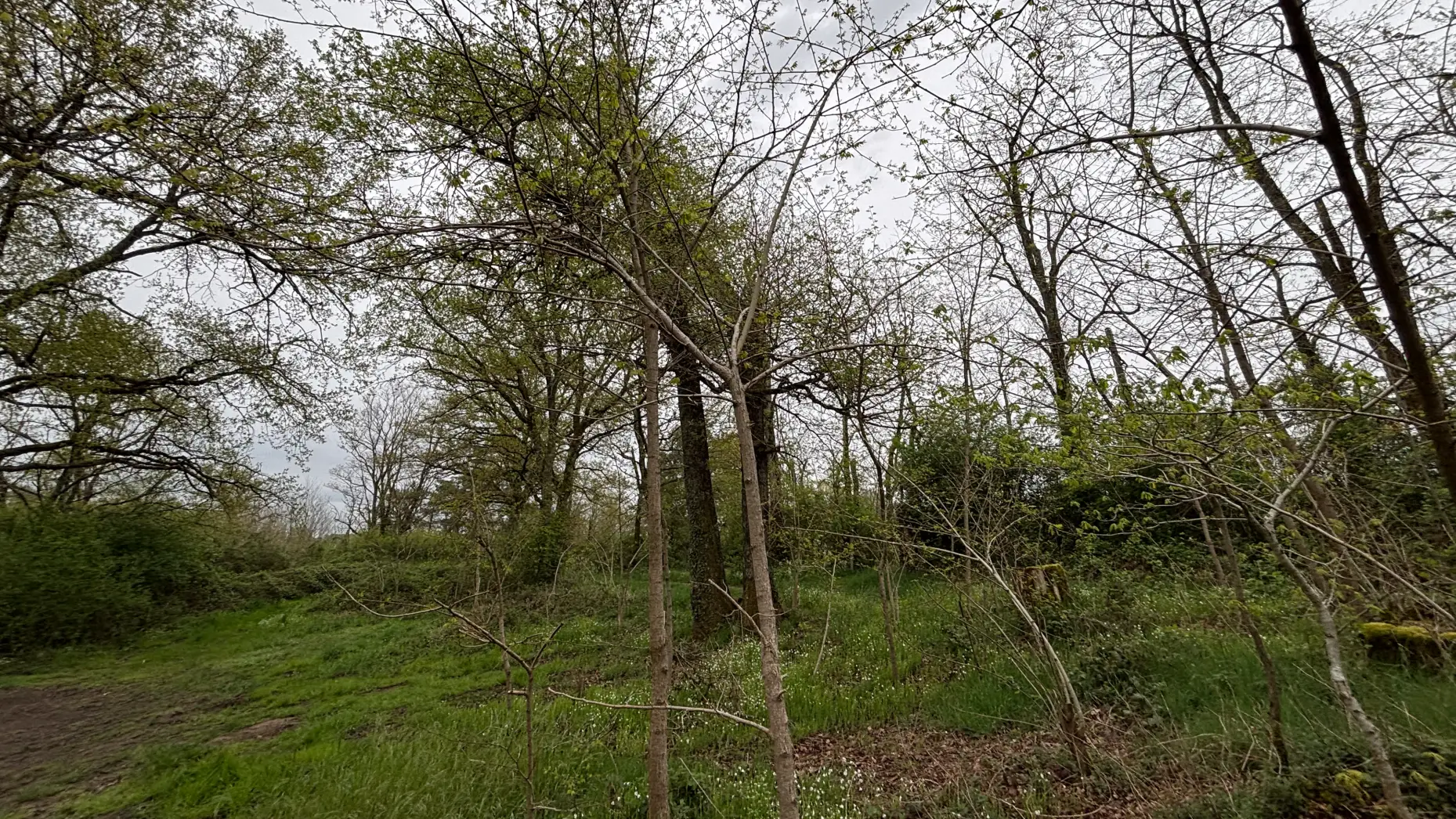 Sous les arbres de Mautaubry #4