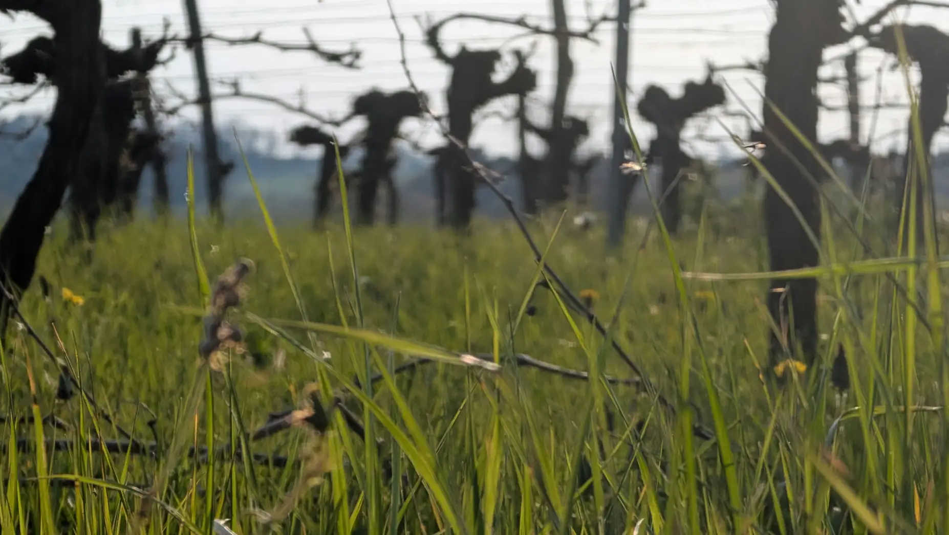 Les Vignes Falgueyret #5