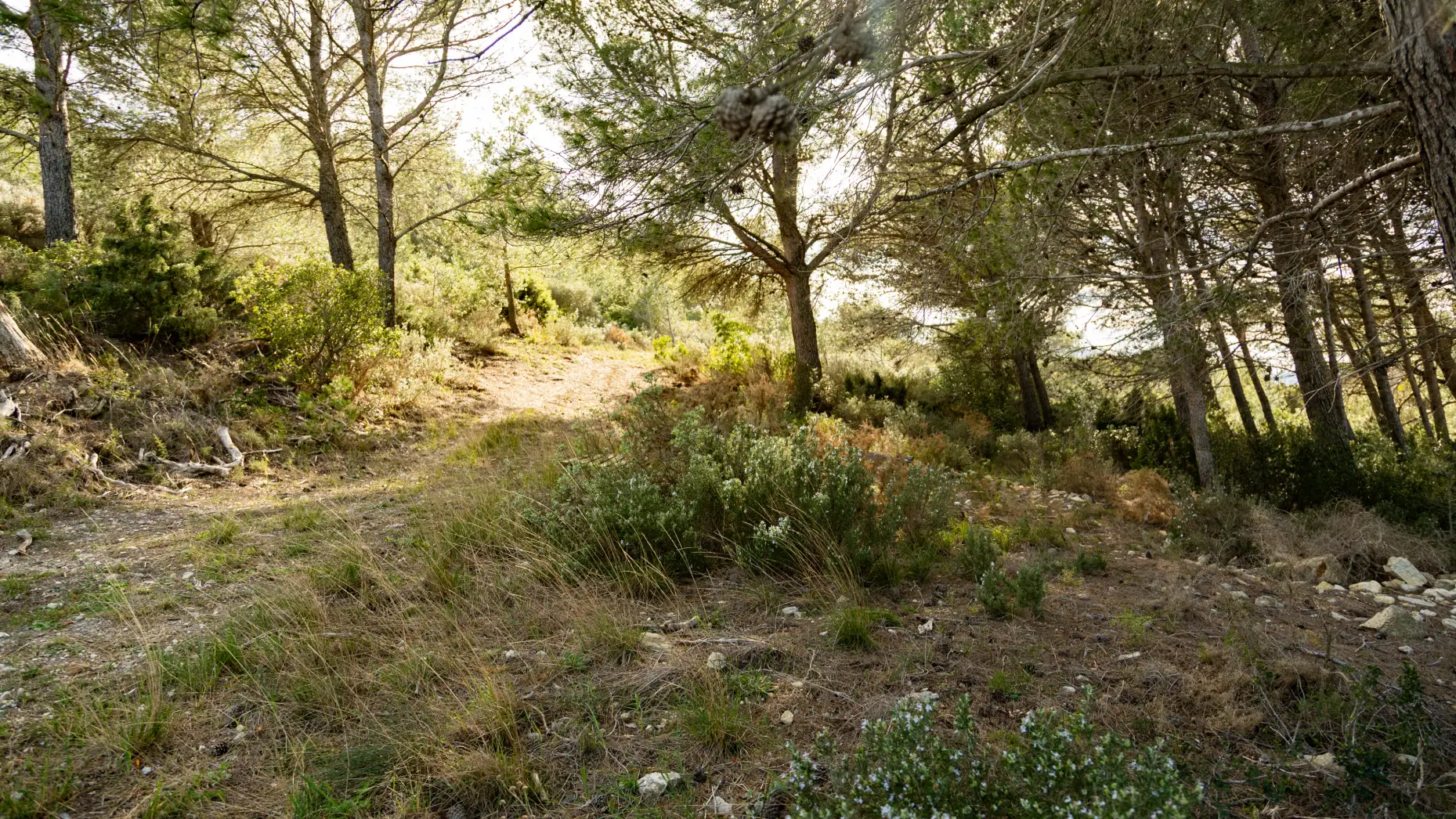 Sous les arbres #5