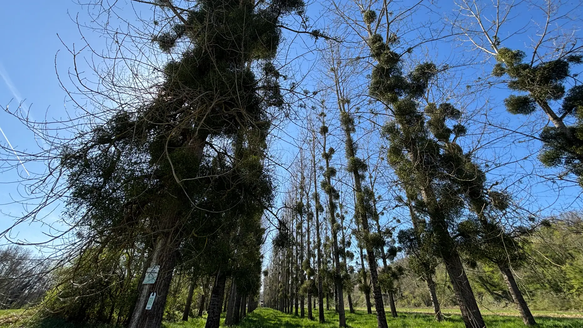 La petite Vadrouille