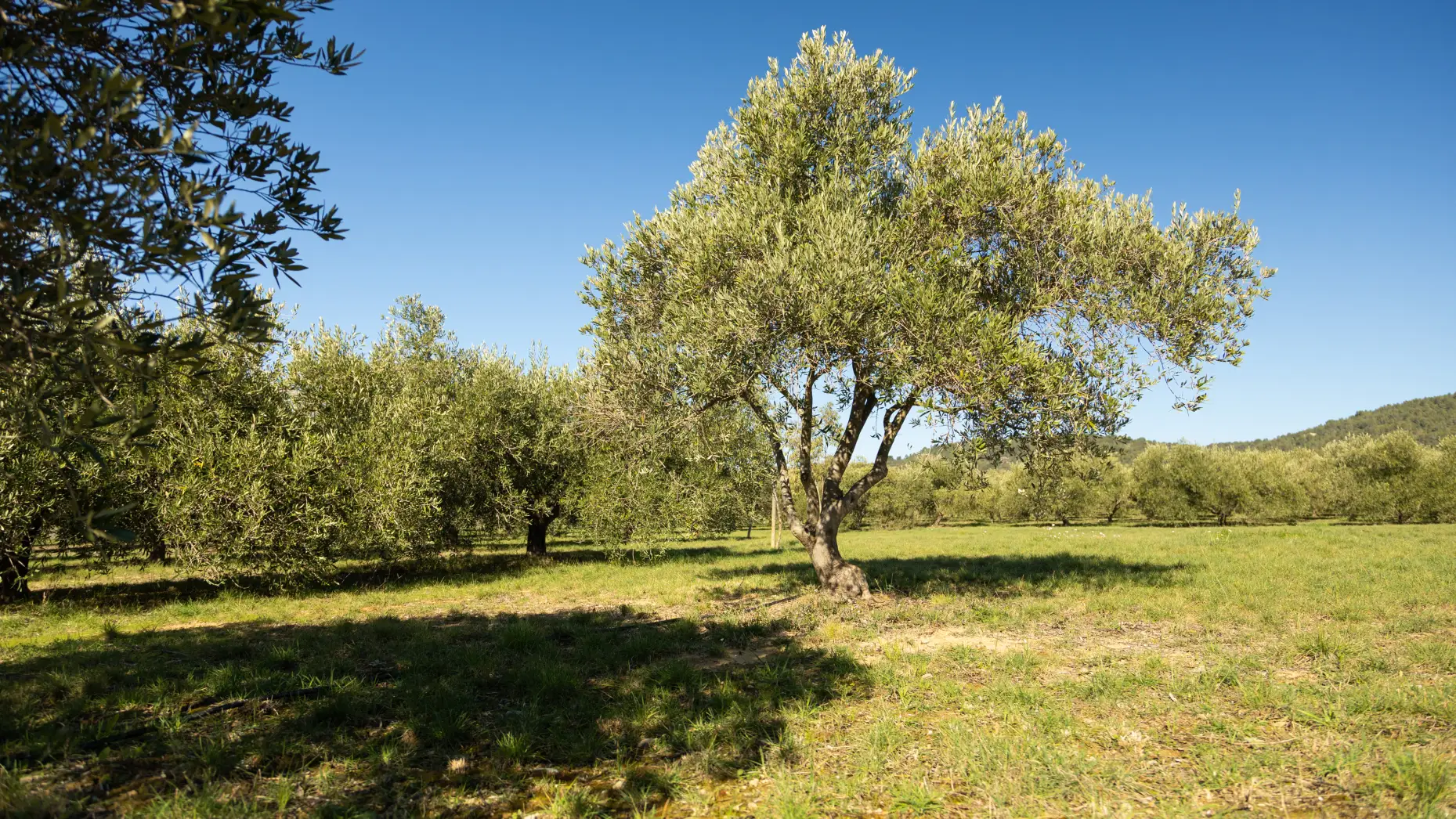 La pause des oliviers 1 #7