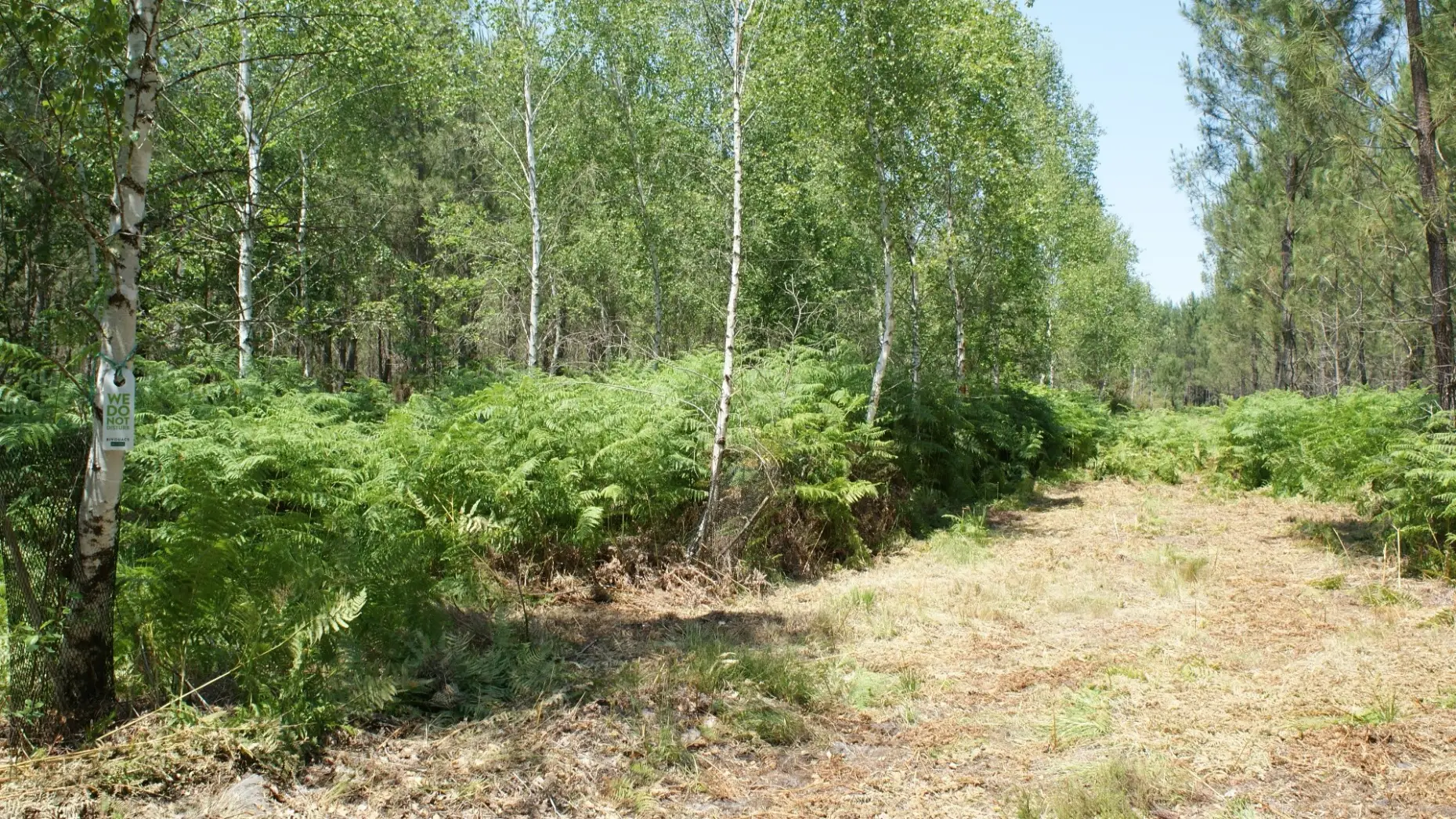 La forêt des Landes #6