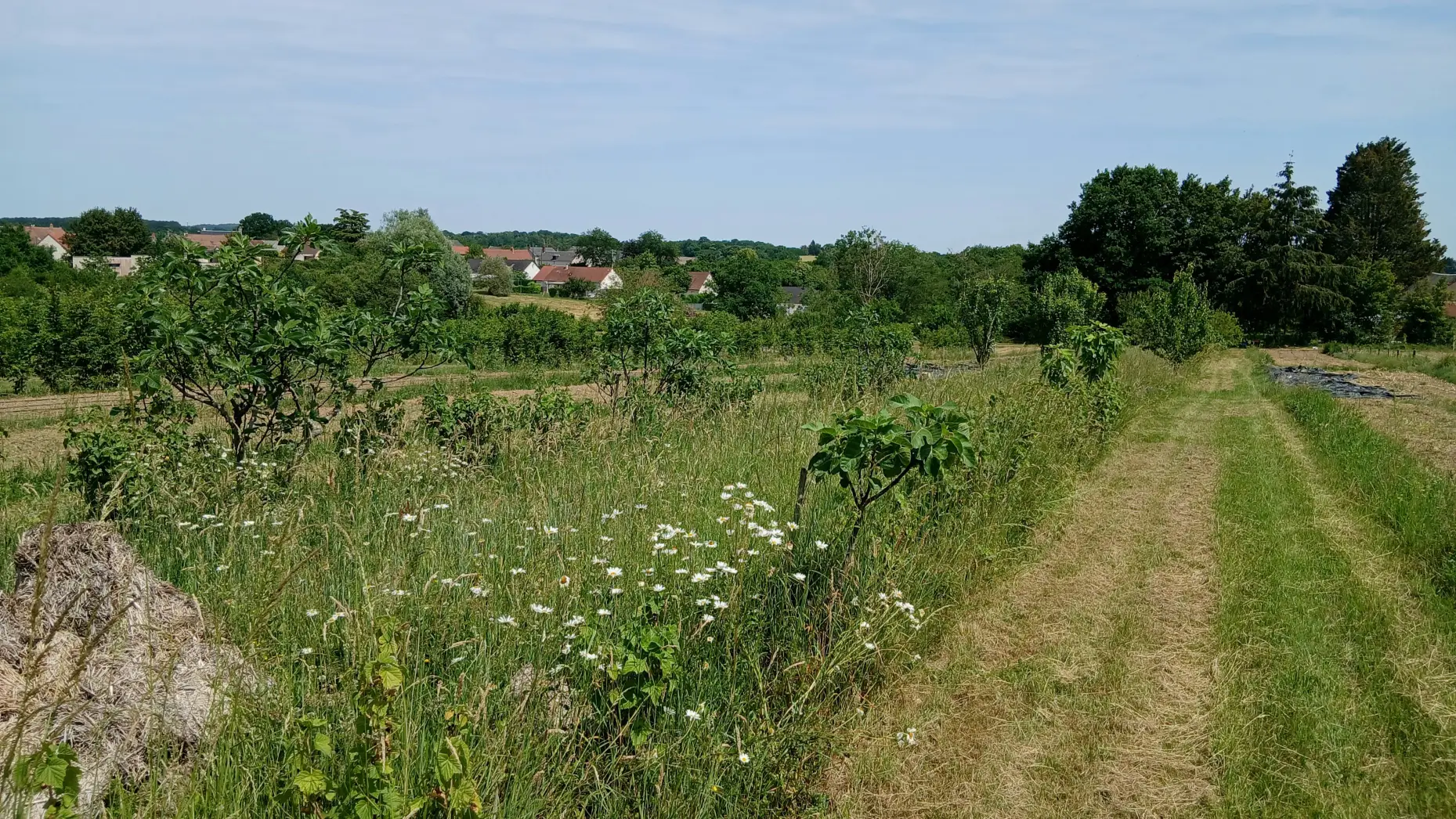 Le Potager de Saint-Martin #4