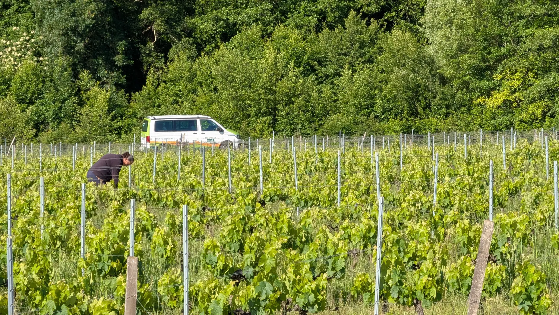 L'Escale vigneronne 2