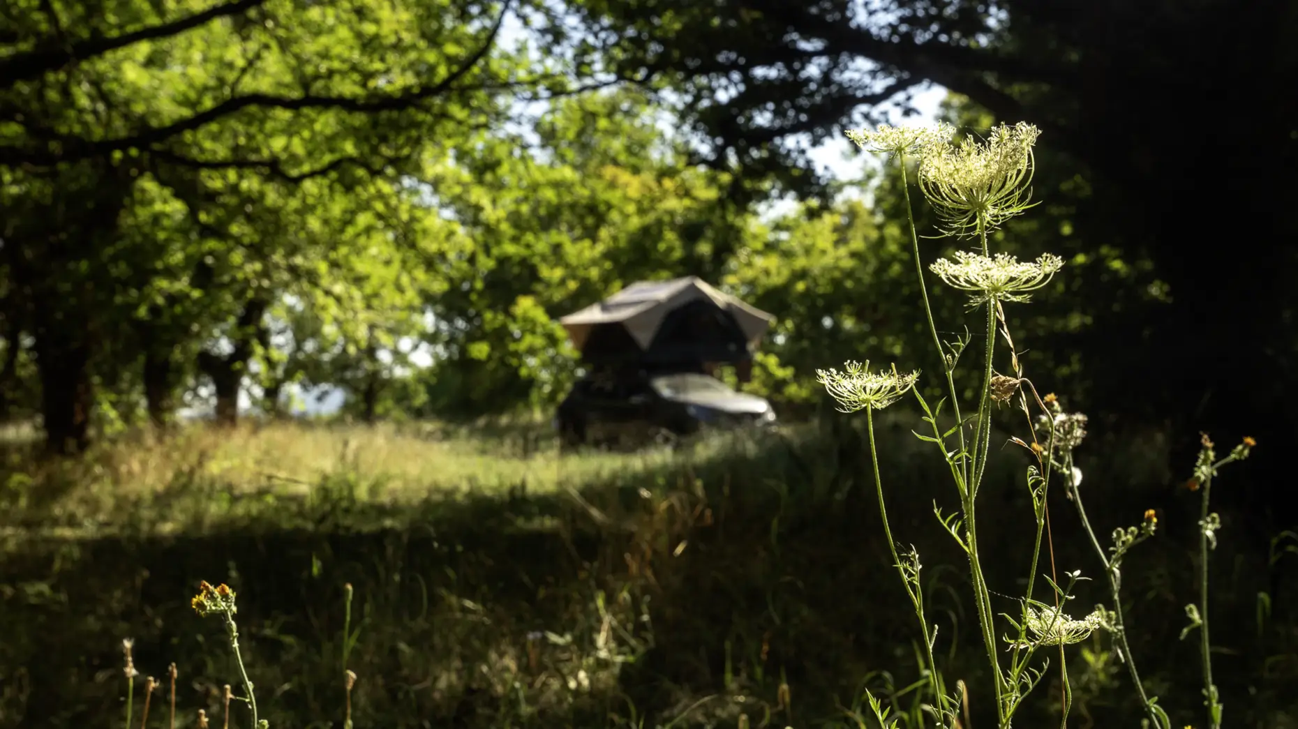 Les chênes du lac #4