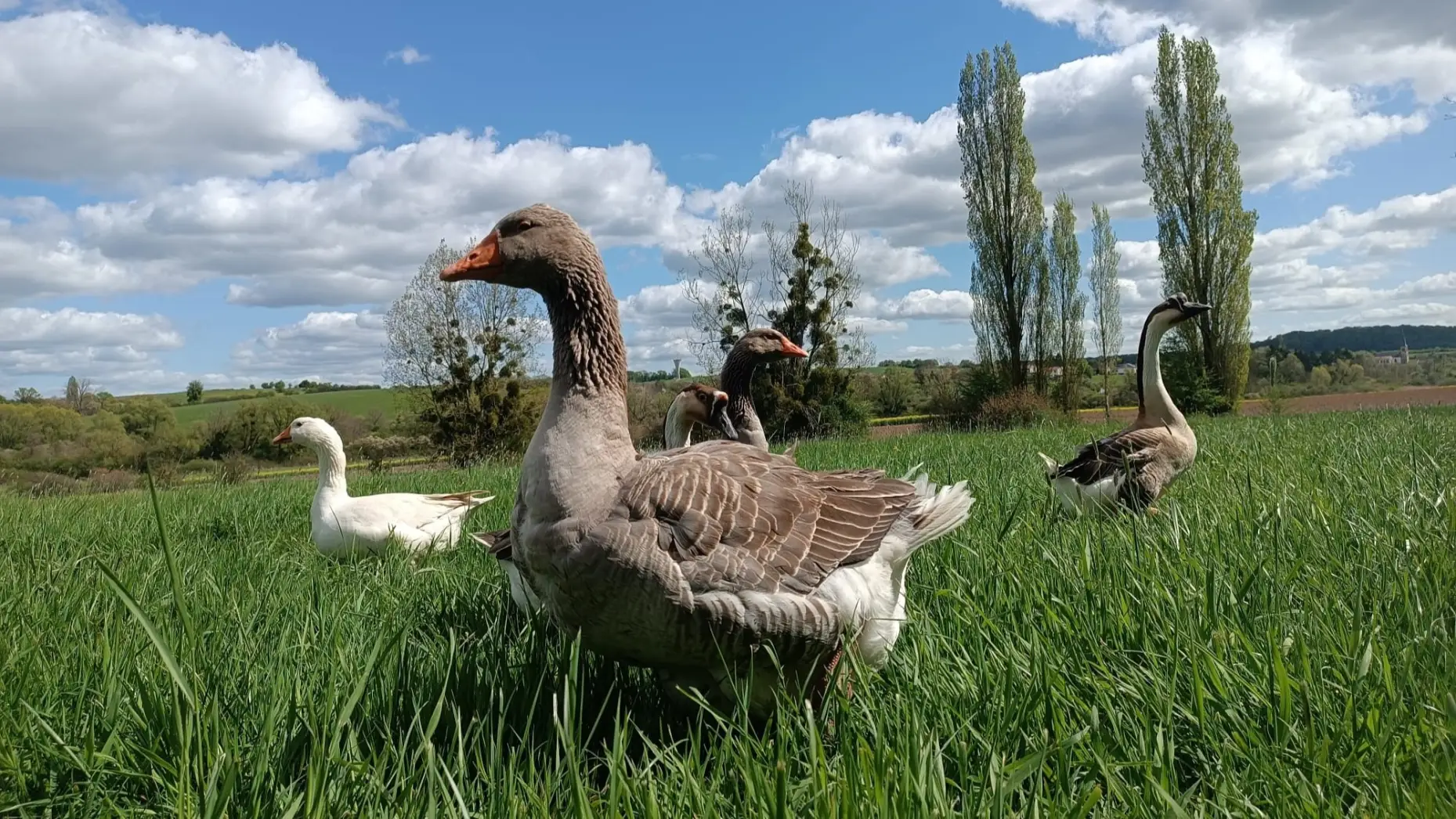 La Ferme d'Ingling #6