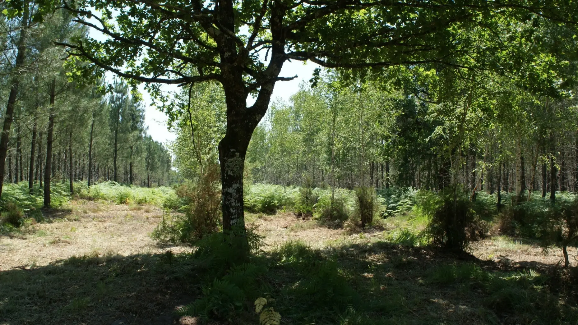 La forêt des Landes #4