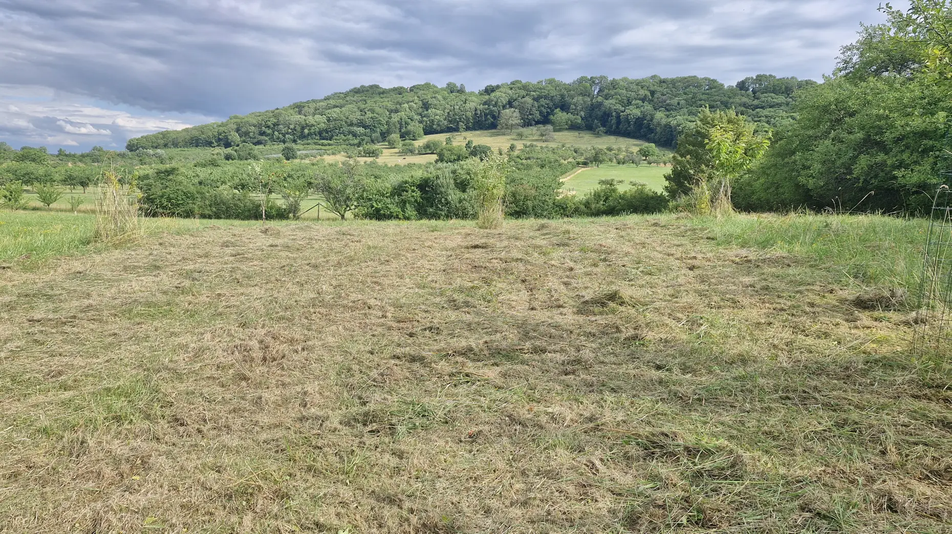 Le verger aux mirabelles #4