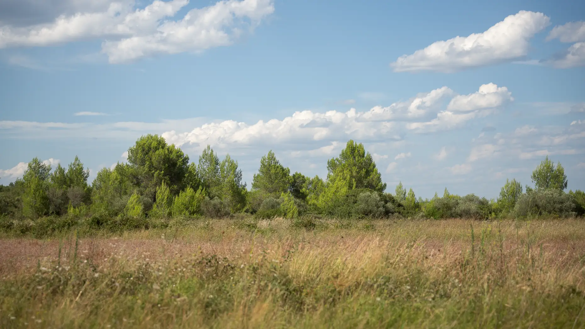 Montaud #7
