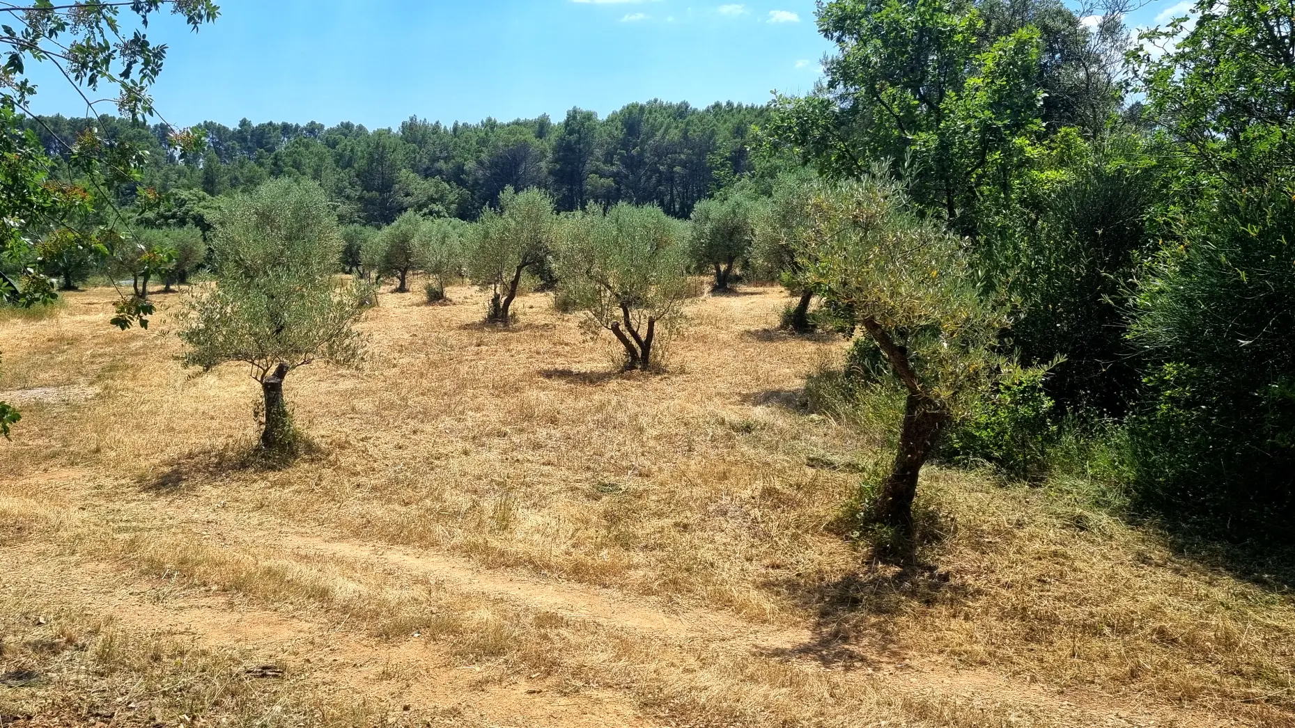 L'oliveraie Patoulatchie