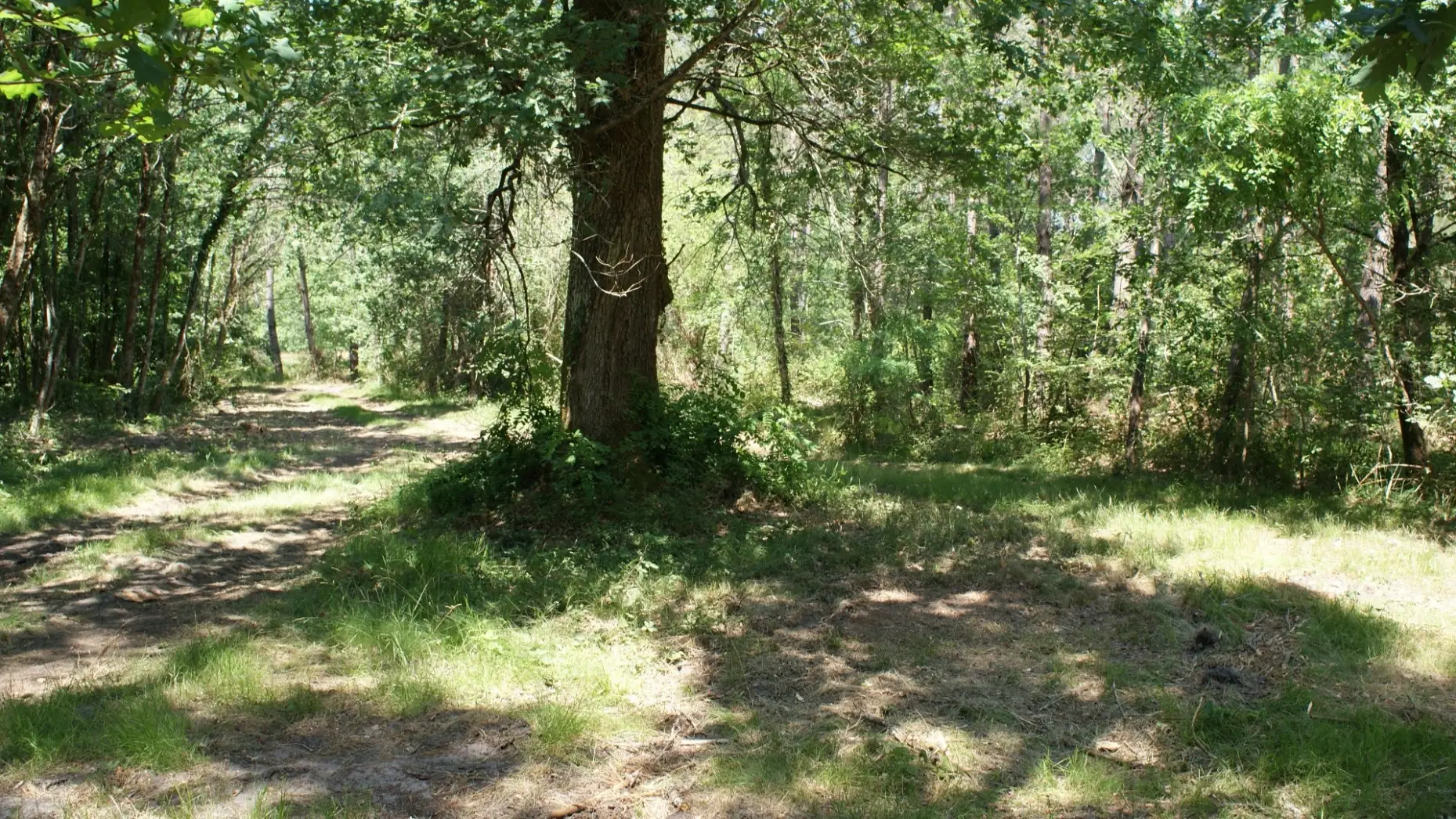 La forêt des Landes #5