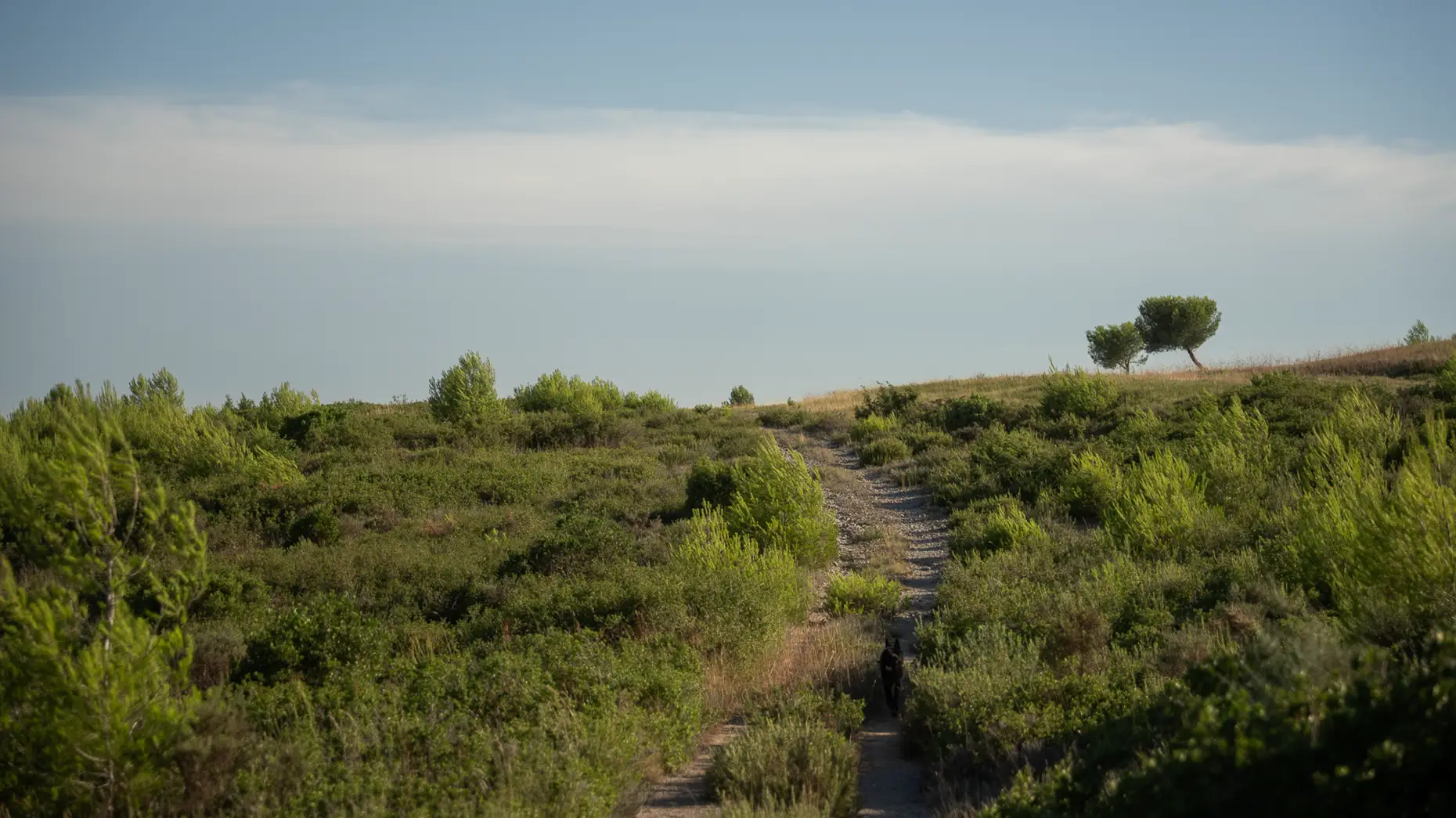 Montaud 2 #4