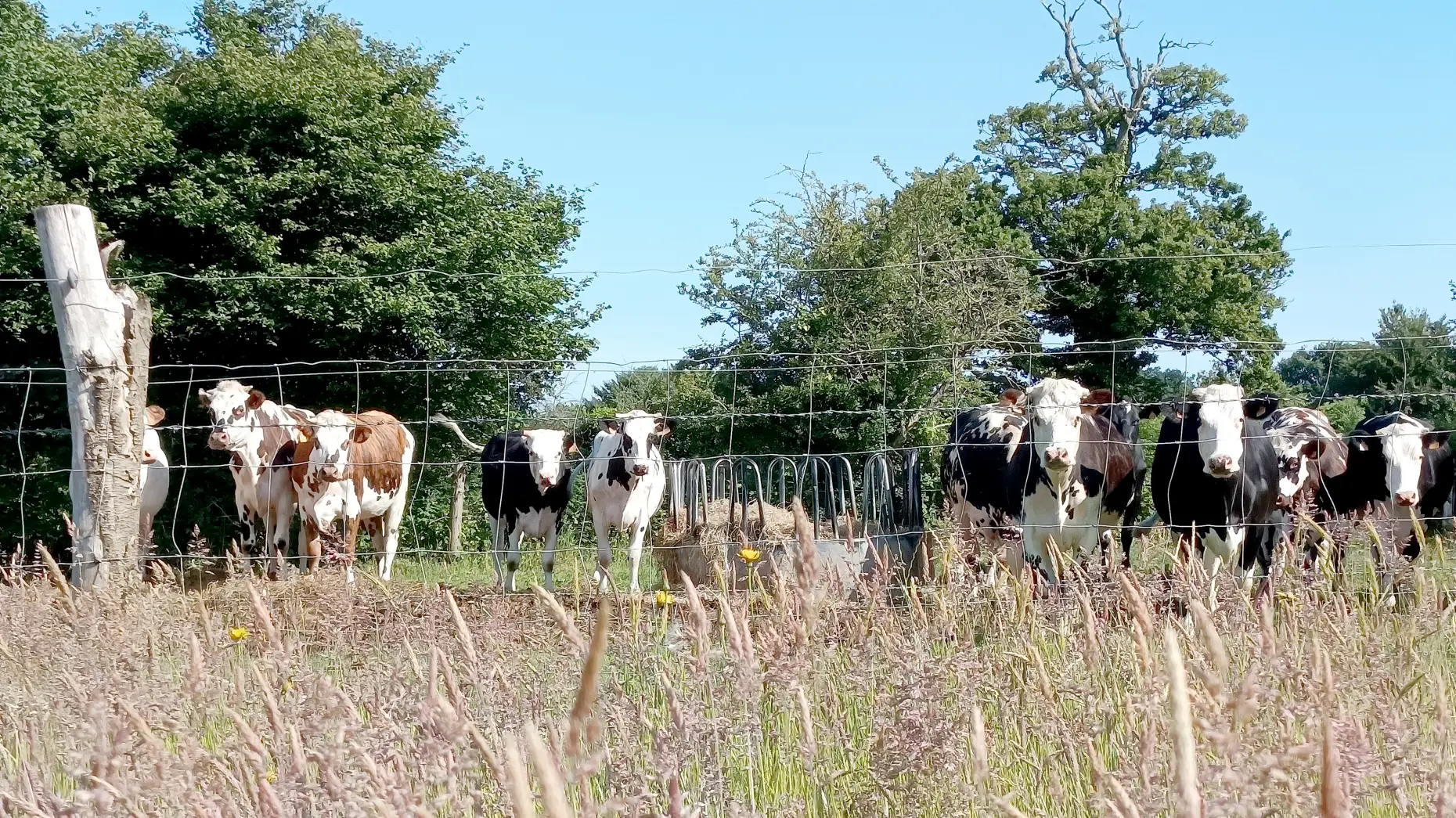 La forêt et les vaches